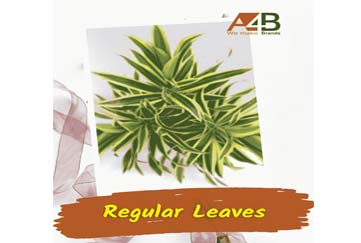 Buy Regular Fillers & Leaves Online at ask4brand.com