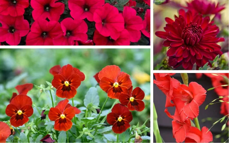  Wholesale Red Flowers Online