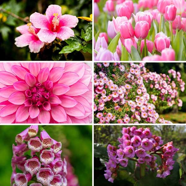 Wholesale Pink Flowers Online