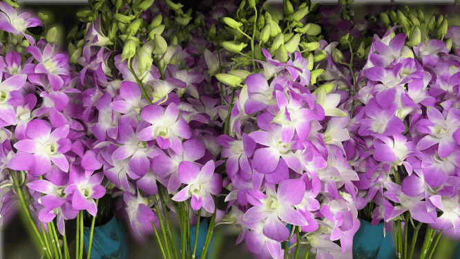 Orchids in Floriculture Industry