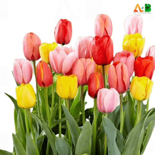 What is Tulip, Colour  and Significance of Tulips ?