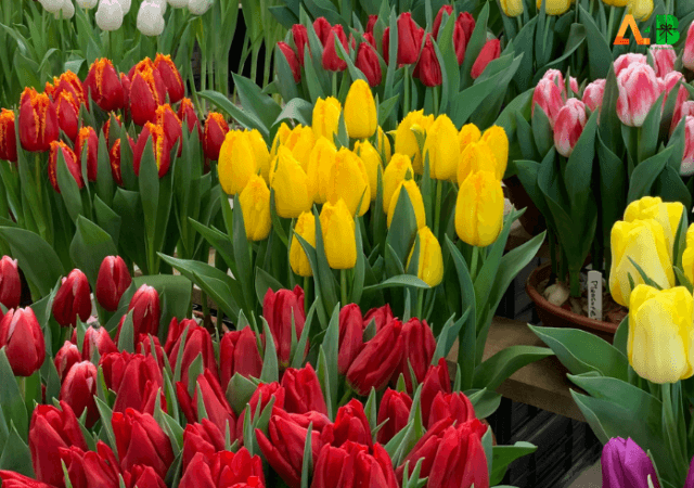 Types Of Tulips