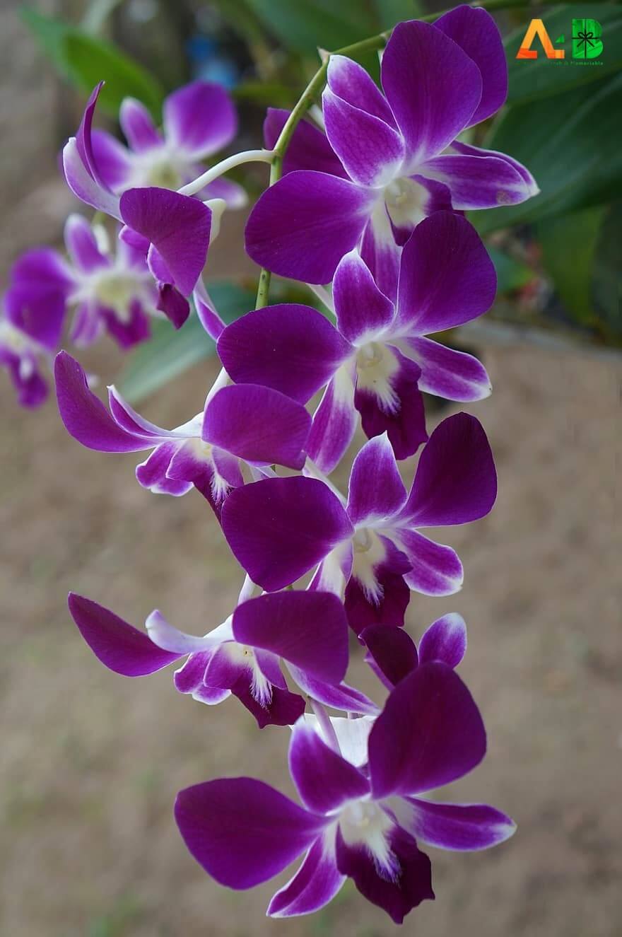 What Is Orchids?