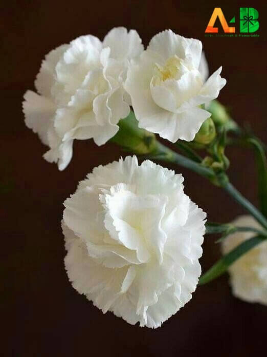 What is White Carnation ?