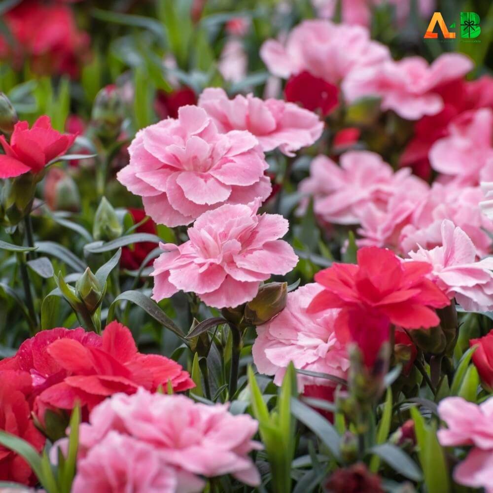 Types Of Carnation ? Pink Carnation 