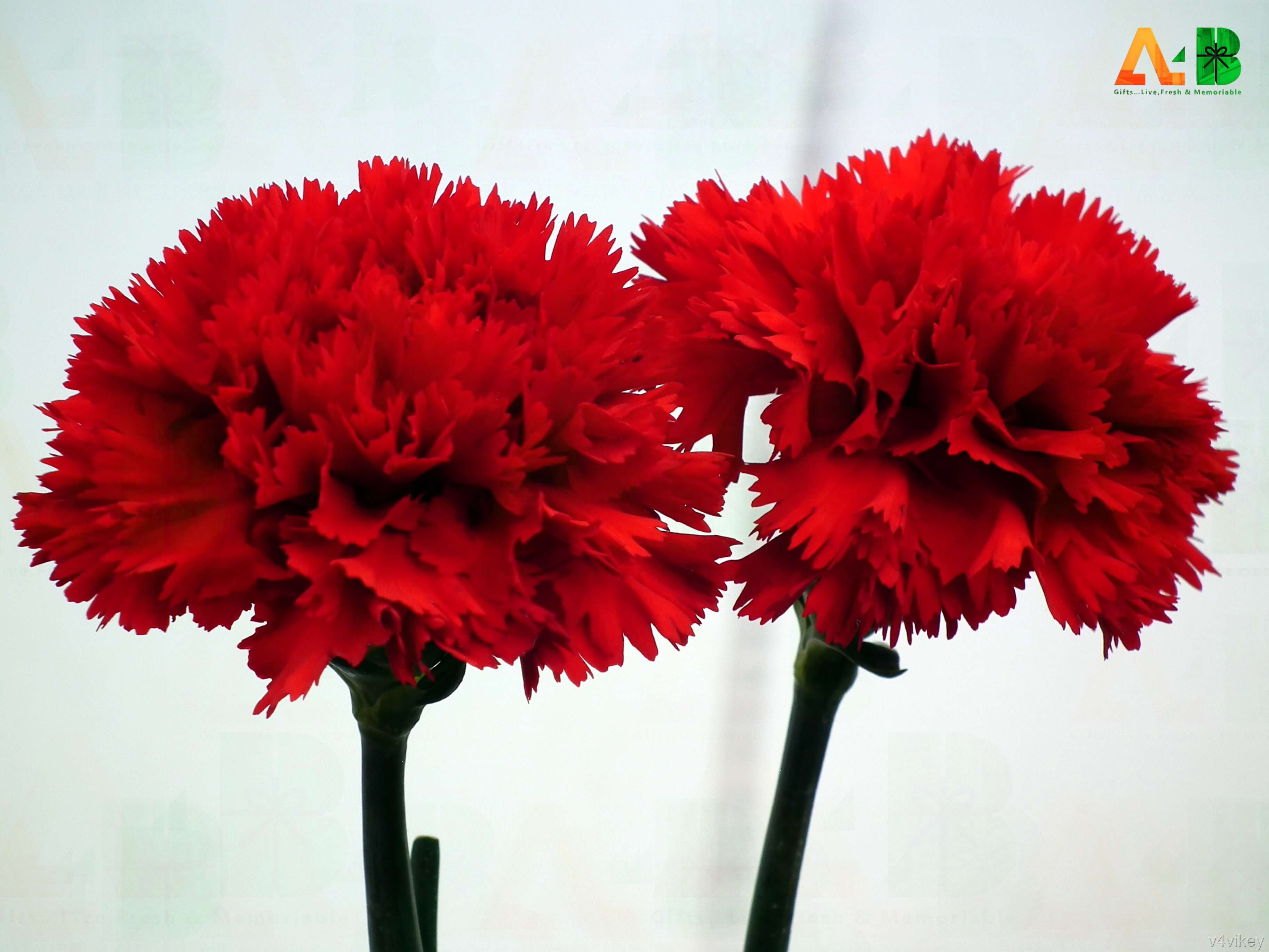 Use of Red Carnation