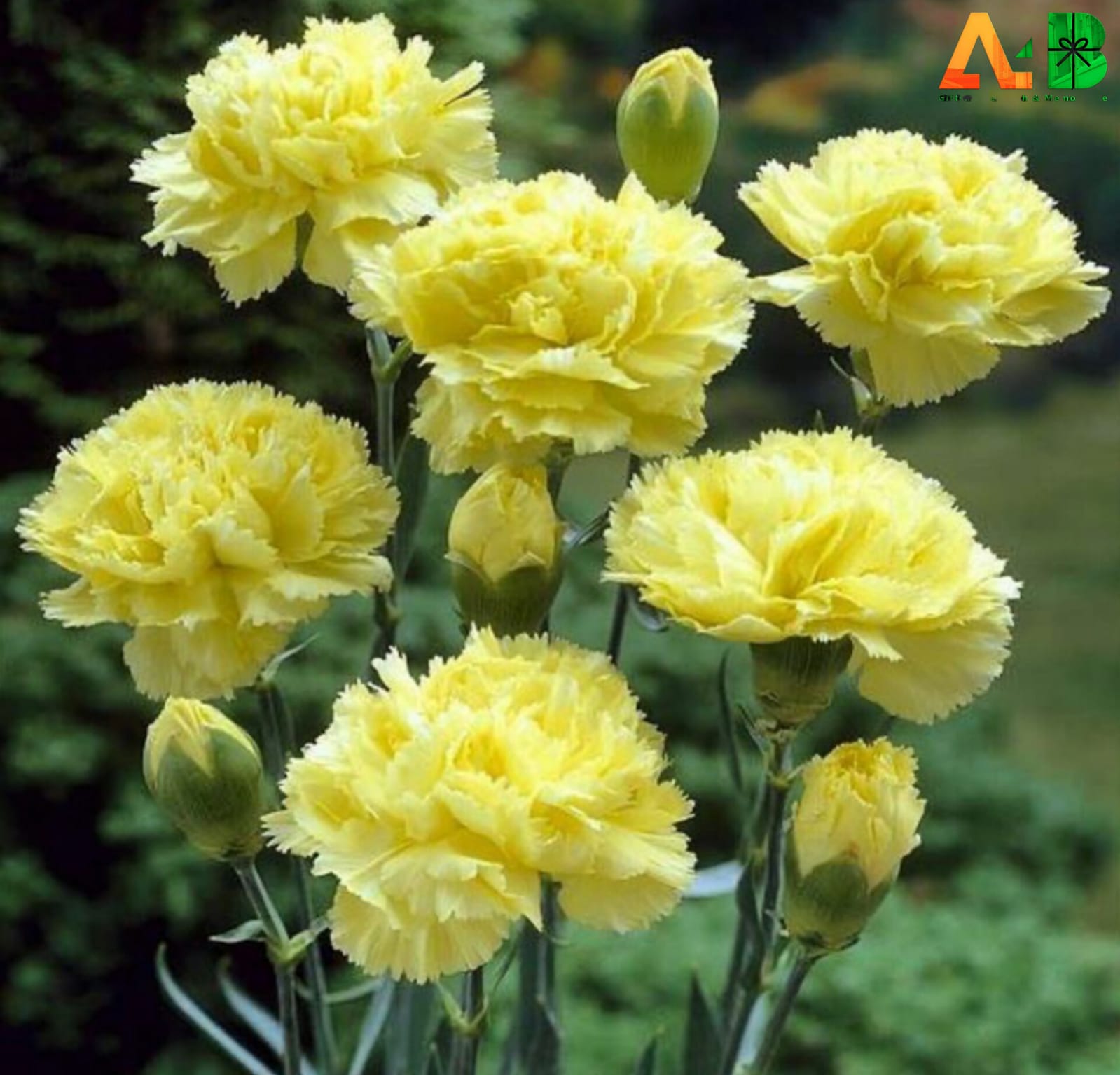 Types Of Yellow  Carnation 