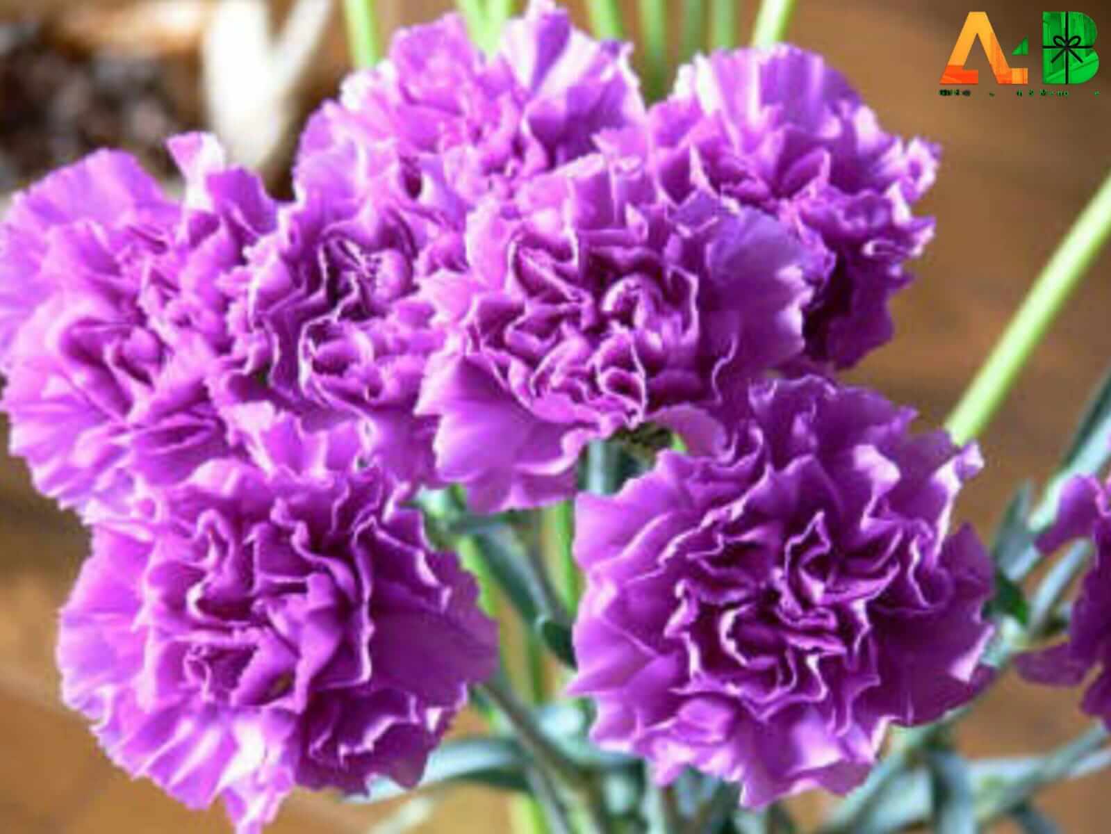  Purple Carnation With a Care