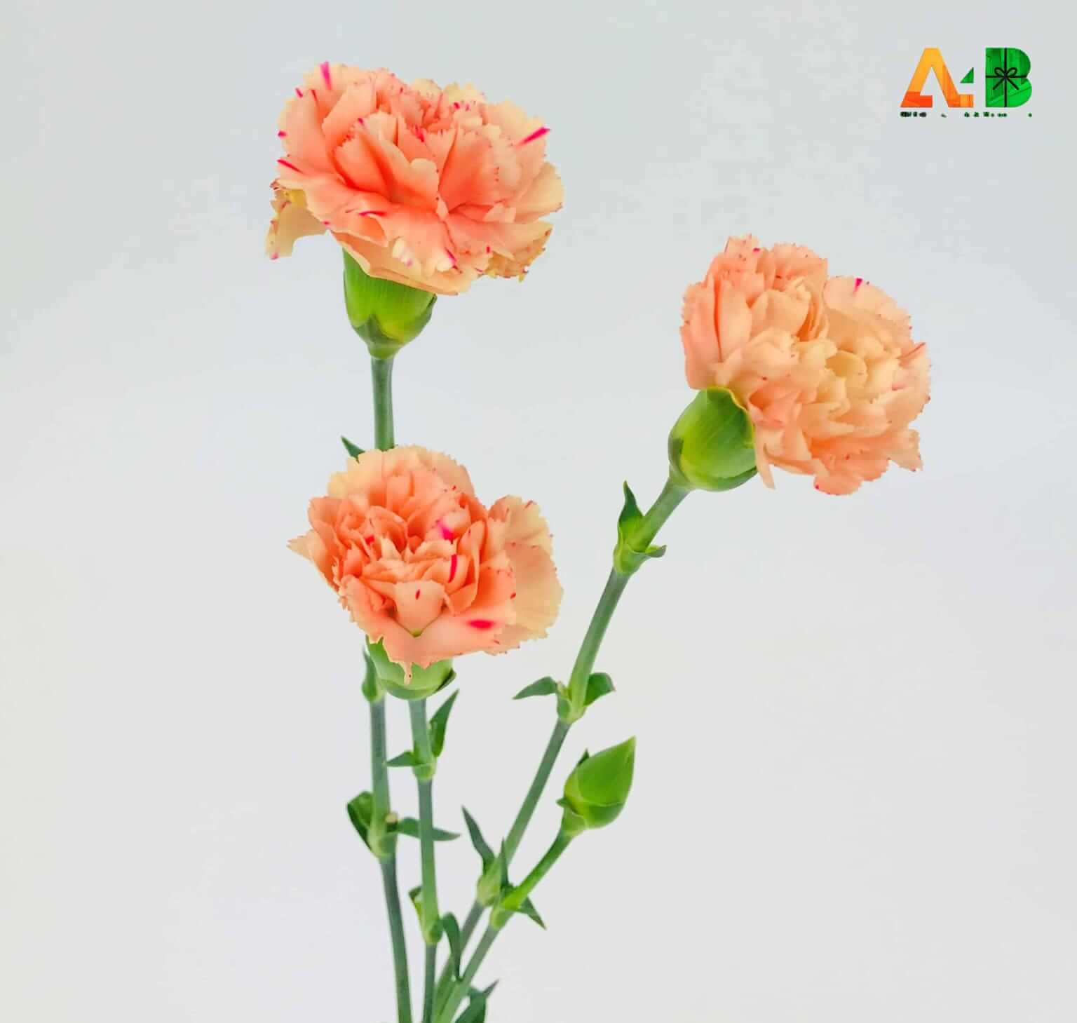 Specialty about Orange Carnation