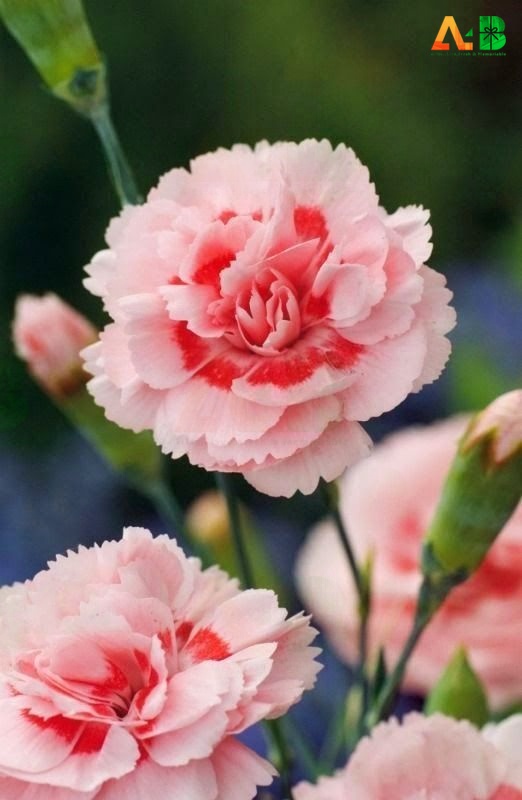 Shaded White And Pink Carnation