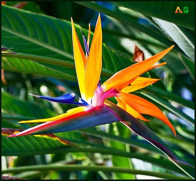 Shining Bird of Paradise