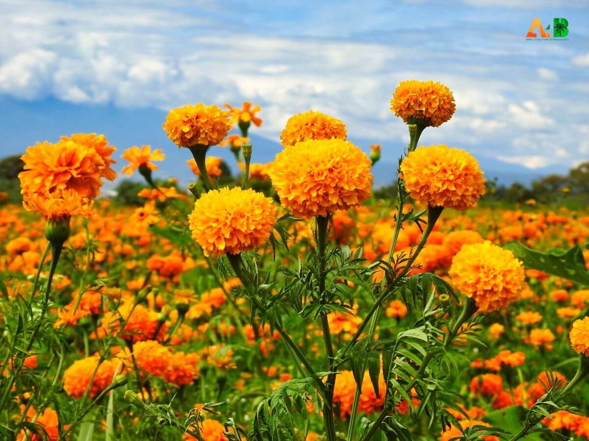 Tempting Marigold