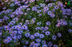 History & Uses of Blue Daisy