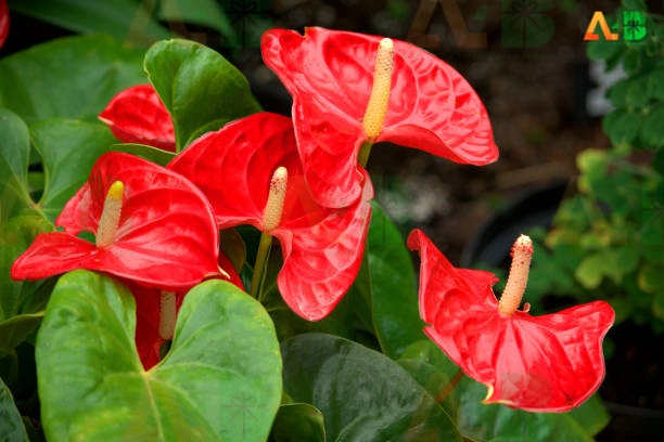  Anthurium 