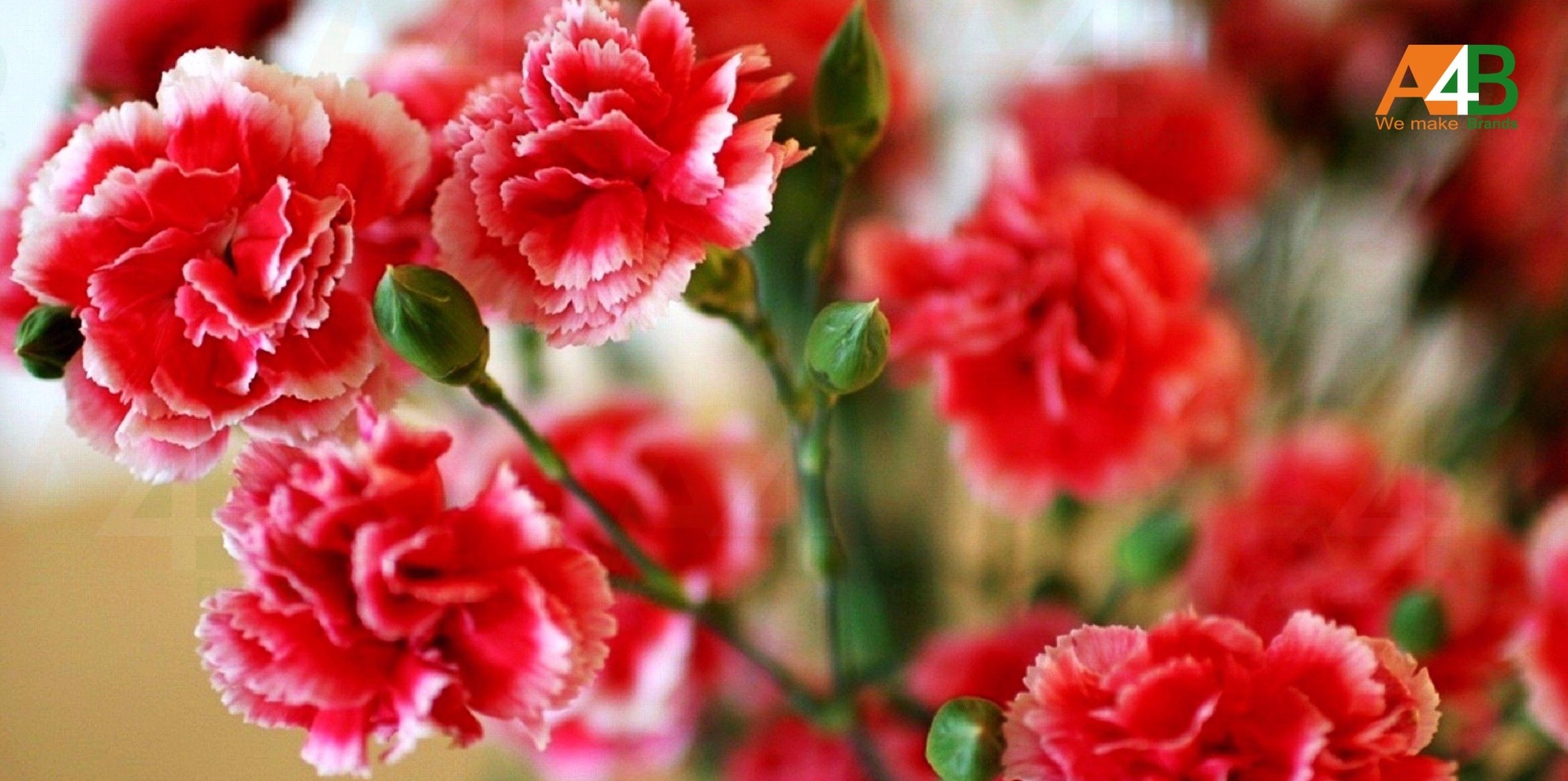 Meaning and Type of Carnation 