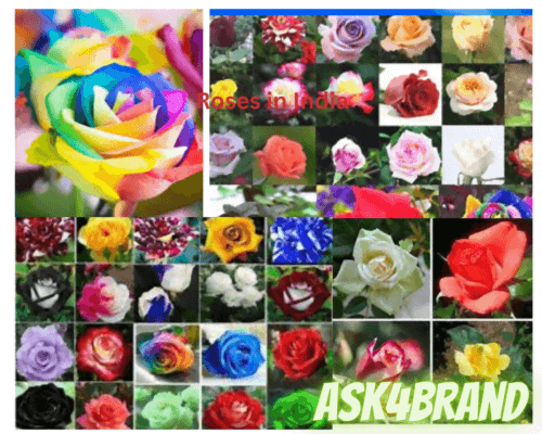 Varieties of Roses in India