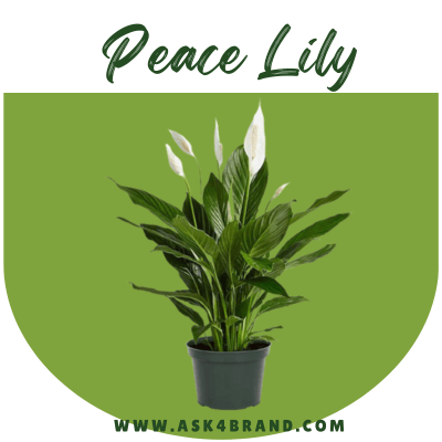 What is Peace Lily and it's Characteristics ? How to care it?